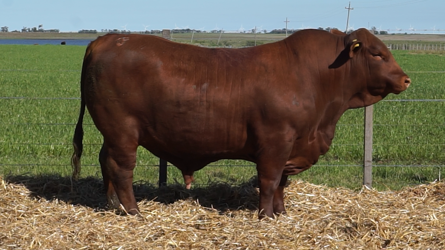 Lote Toros a remate en 22º Remate Anual La Magdalena, Salto