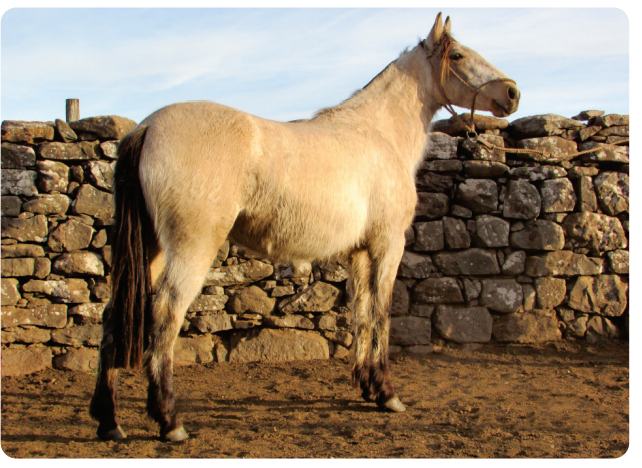 Lote Princesa Gaitera