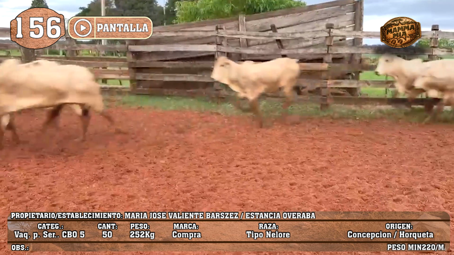 Lote LOTE 156 - PANTALLA