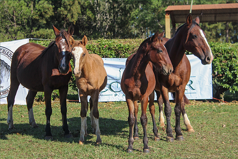 Lote DEL SIETE NOVEDOSA