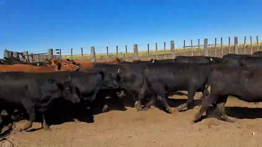 Lote 195 Vaquillonas preñadas