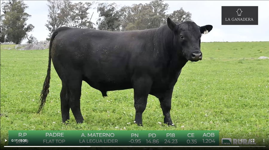 Lote Angus de La Ganadera