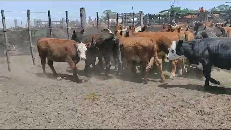 Lote 70 Terneras en Magdalena, Buenos Aires