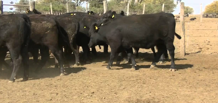 Lote (Vendido)50 Vaquillonas 1 a 2 años 50 Angus Negras a remate en 221˚ Remate Plaza Rural 232kg - , Río Negro