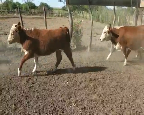 Lote 40 Terneros/as en Villaguay, Entre Ríos