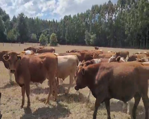 Lote 55 Novillo Engorda en Mariquina, XIV Región Los Ríos