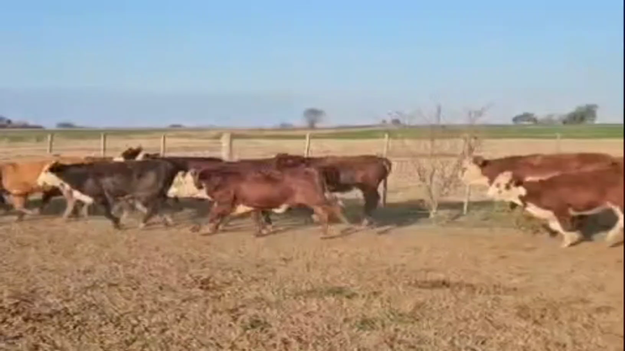 Lote 82 Terneras