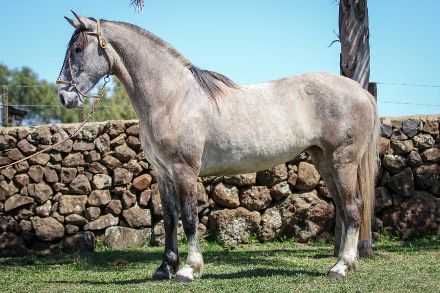 Lote Santa Ines Outrora