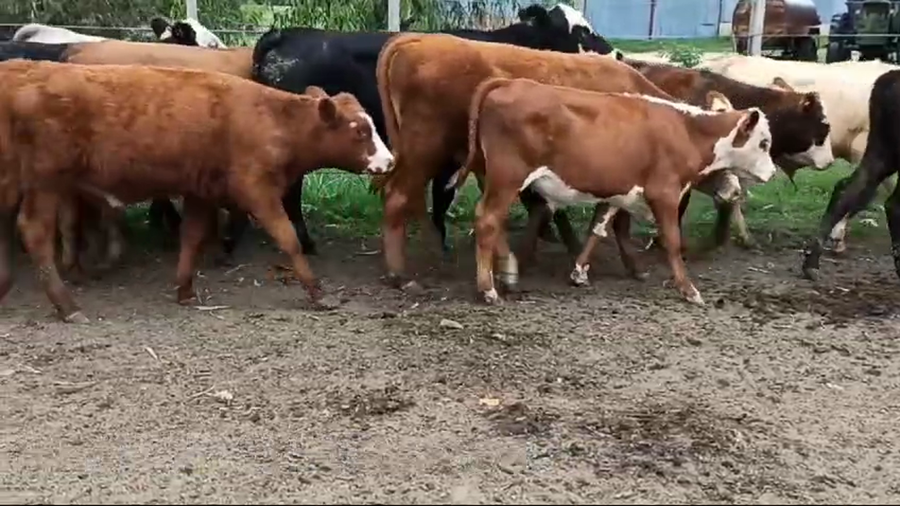 Lote TERNEROS