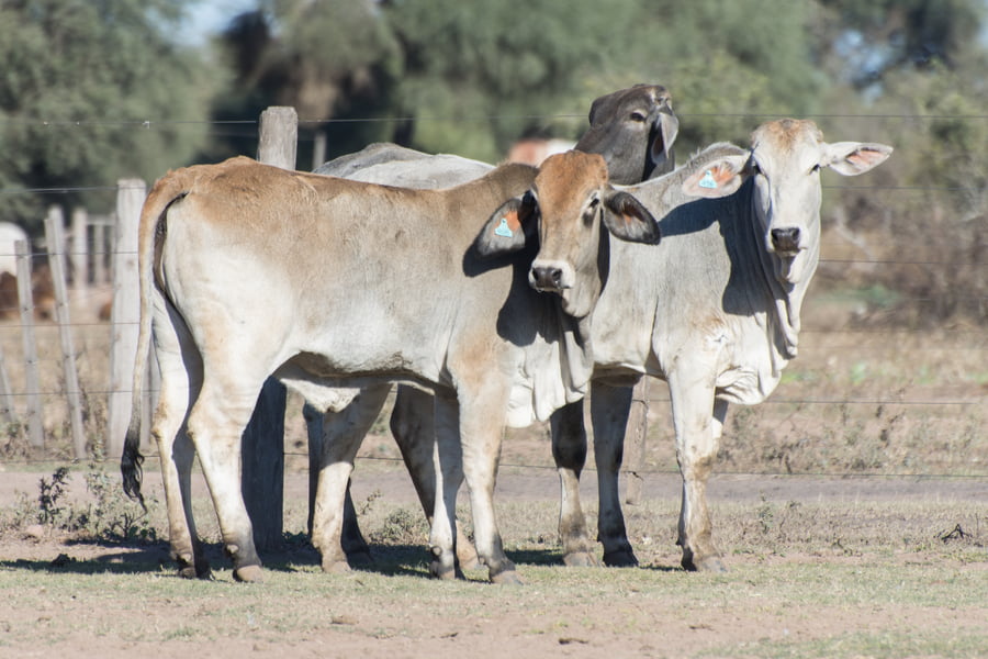 Lote Vaquillona Cabaña para servicio La Carolina (RP408)