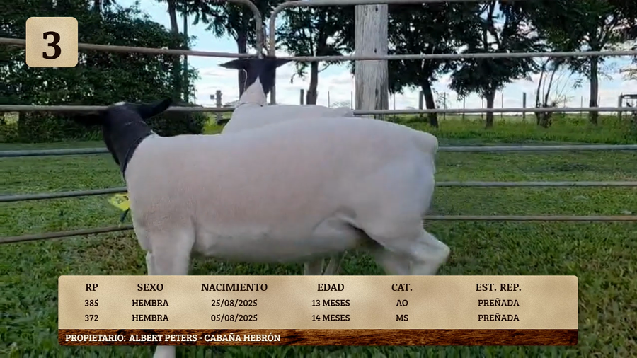 Lote LOTE 3