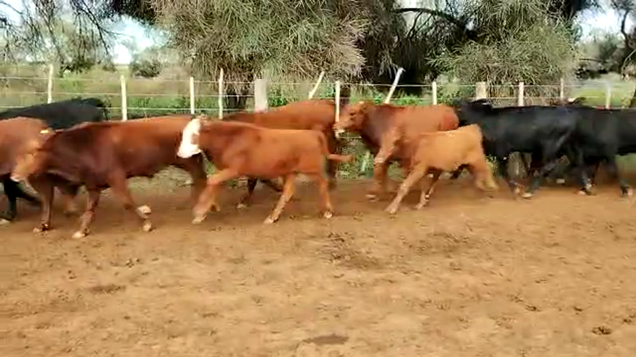 Lote 120 Terneros en Tintina, Santiago del Estero