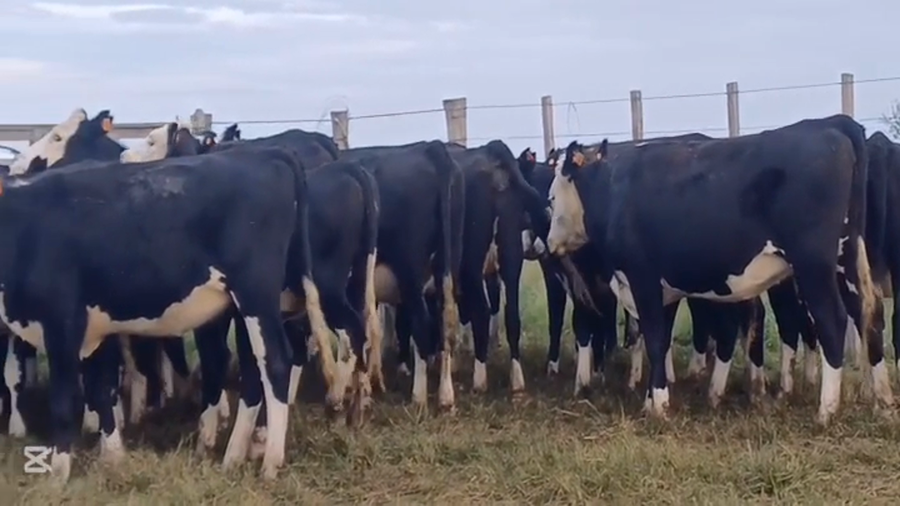 Lote VAQUILLONAS ENTORADAS