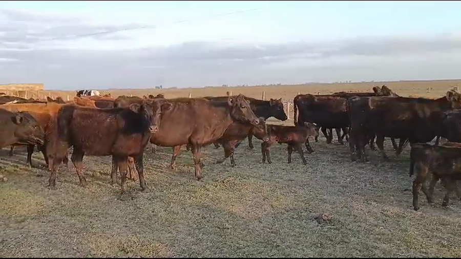 Lote 60 Vacas nuevas C/ cria en Buenos Aires, Gral. Villegas