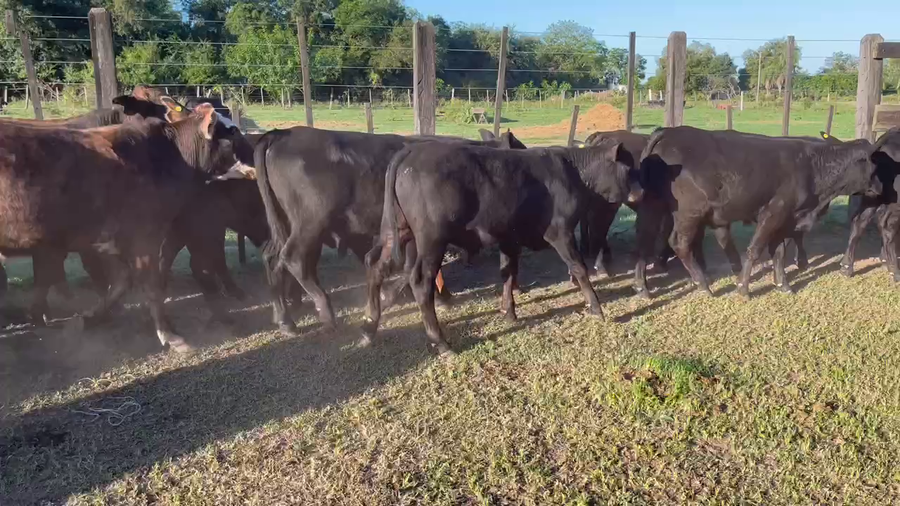 Lote 200 Terneros en Misión San Fco., Formosa