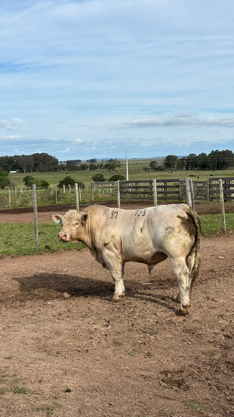 Lote La Margarita RP 723