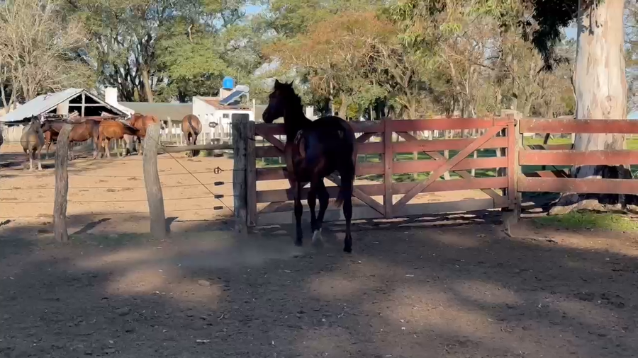 Lote 1 Macho en Curuzú-Cuatiá, Corrientes