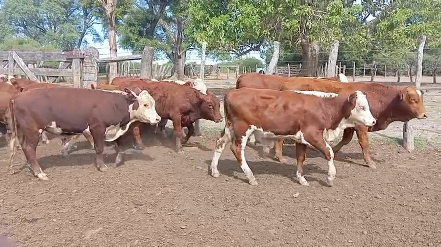 Lote 91 Terneros/as