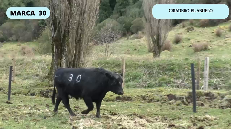 Lote 1 Toro en XI Región Aysén, Coyhaique