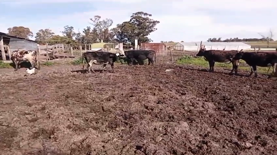 Lote 4 Vaquillonas  a remate en Pantalla Camy, San José