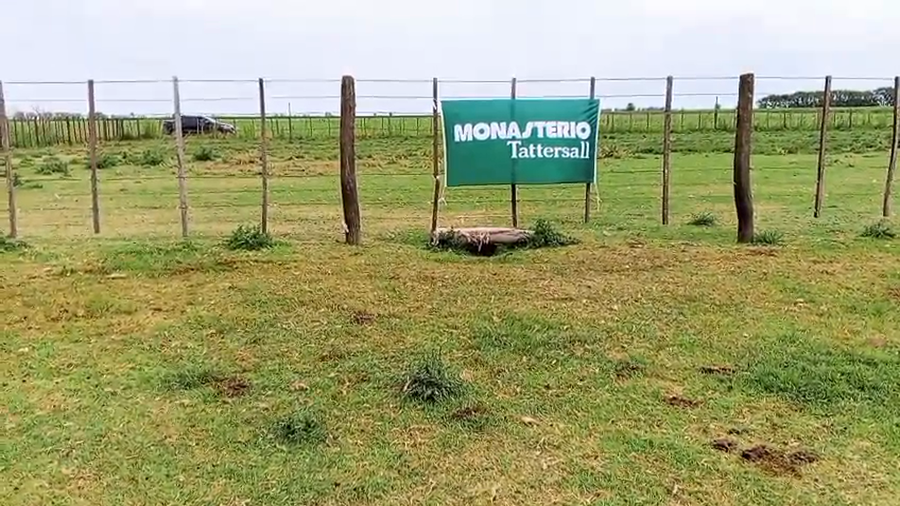 Lote 59 Novillitos en Pahuajó