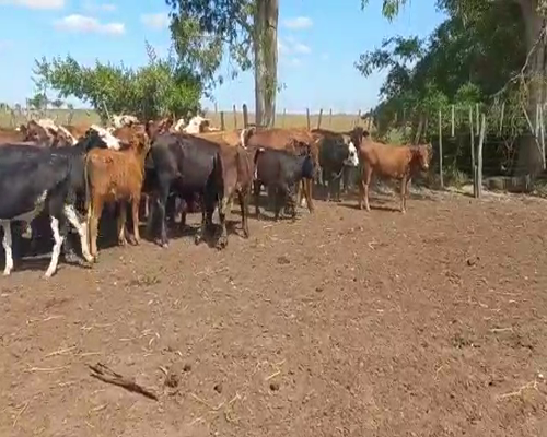 Lote 74 Terneros en Esquina, Corrientes