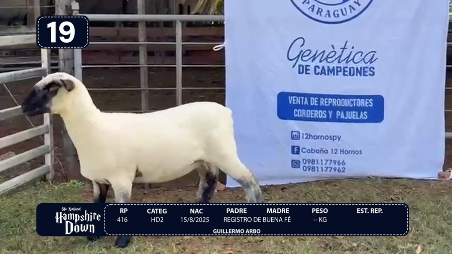 Lote LOTE 19
