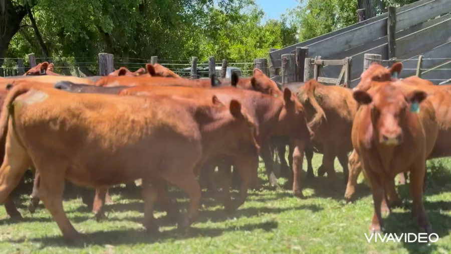 Lote 38 Vaquillonas C/ gtia de preñez