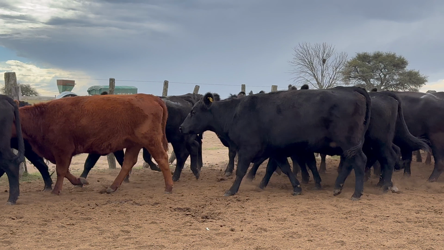 Lote 170 Vacas nuevas Preñadas