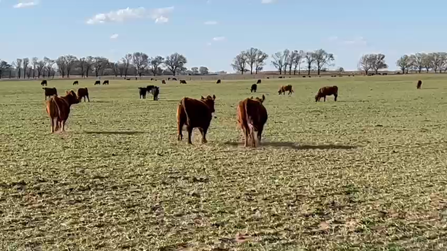 Lote 90 Vaquillonas C/ gtia de preñez en Buenos Aires, Carhue