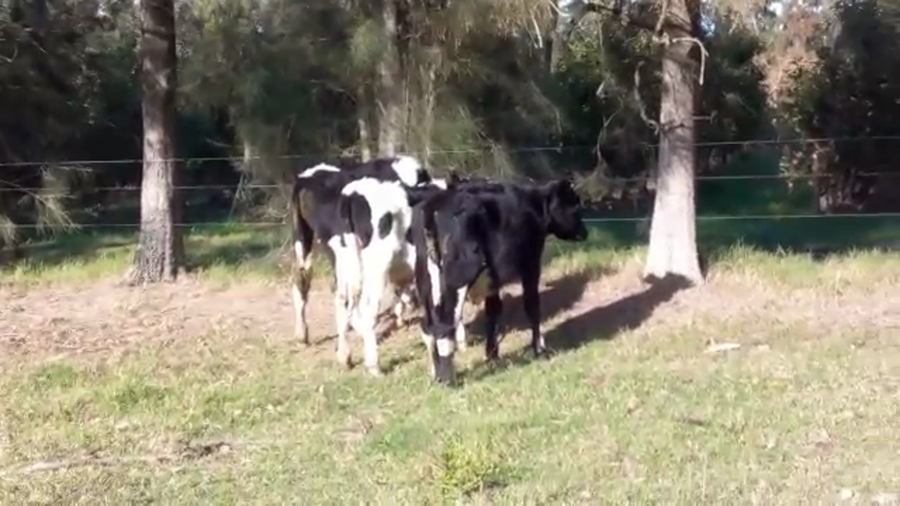 Lote 3 Terneros HOLANDO a remate en Pantalla Camy Mayo - Desde La Cuenca 160kg - , San José