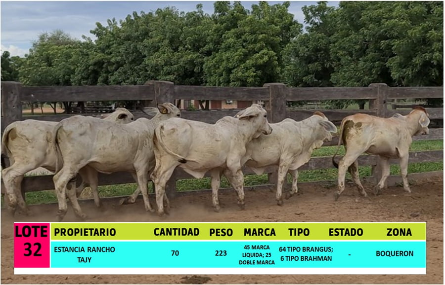 Lote LOTE 32 - 70 VAQUILLAS CBO 1