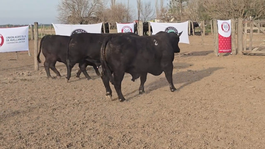 Lote Toros de El Mataco