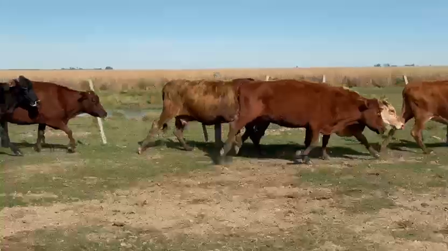 Lote 22 Vacas p/ invernar en Corrientes, Paso de Los Libres