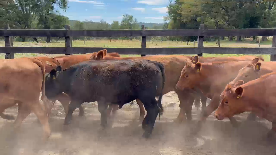 Lote 20 Novillo Engorda en Los Lagos, XIV Región Los Ríos