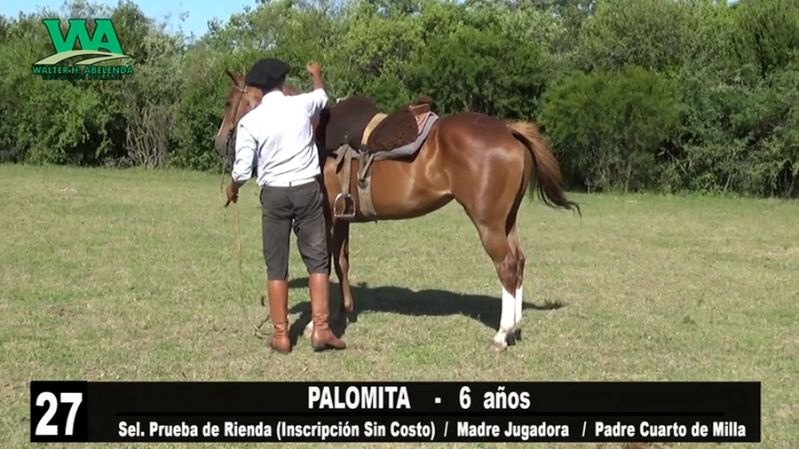 Lote PALOMITA