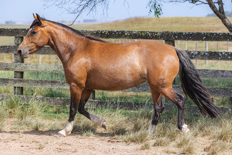 Lote GABRIELA 644 DE LA CASELLA