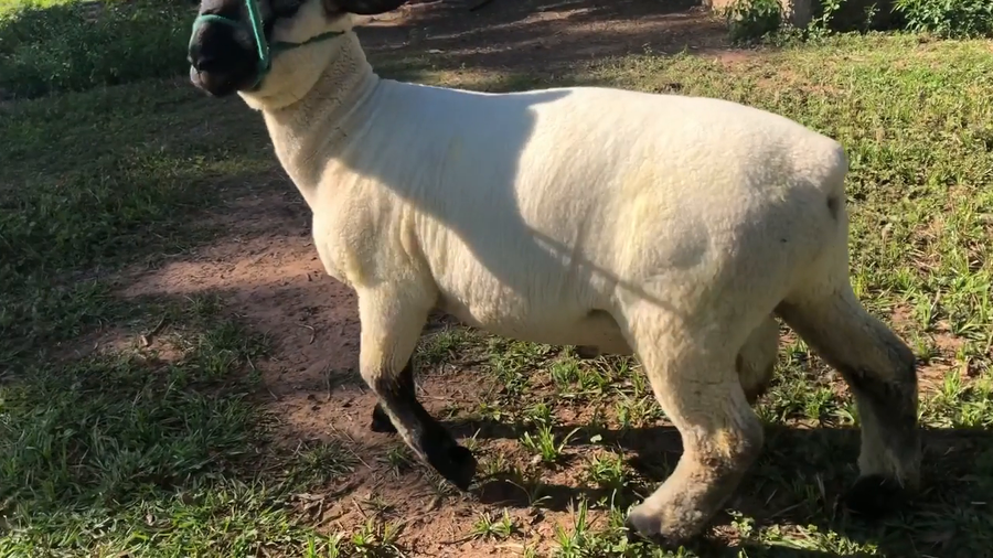 Lote LOTE 5 BOZAL - RP 11