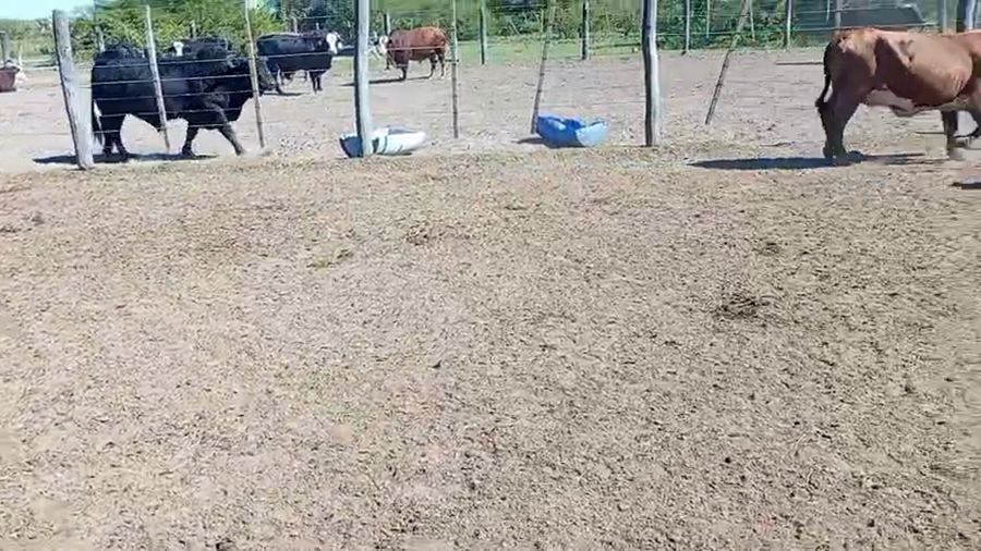 Lote 34 Vacas de invernar