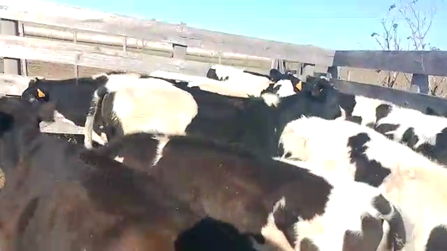 Lote 14 Terneros Hol Cr a remate en Pantalla Camy en Mundo Azul