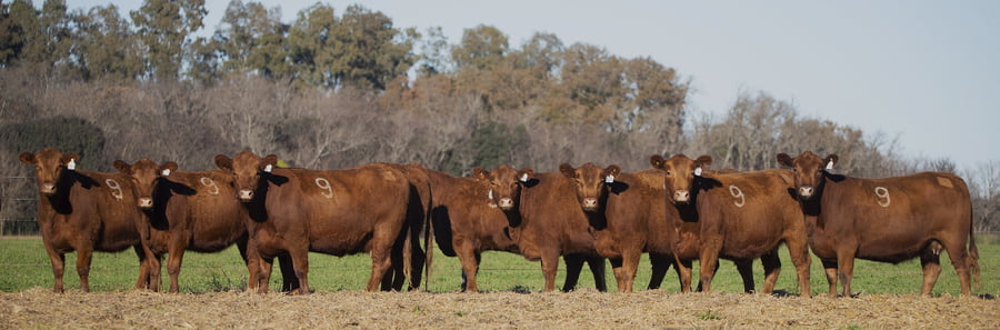 Lote VAQUILLONAS ANGUS PC PARICION PRIMAVERA