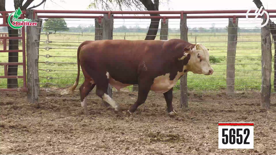 Lote Hereford
