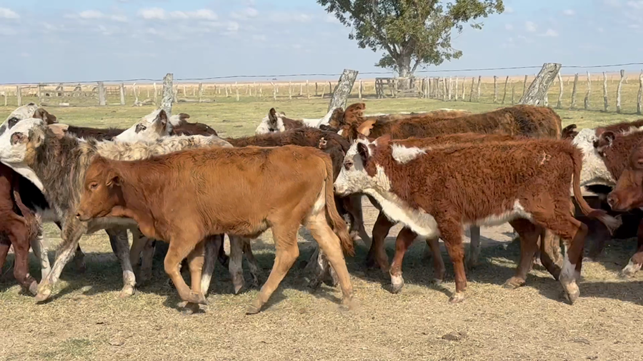 Lote 79 Terneras en Corrientes, Mercedes