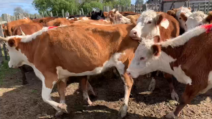 Lote 25 Vacas de Invernada en Tupambaé, Cerro Largo