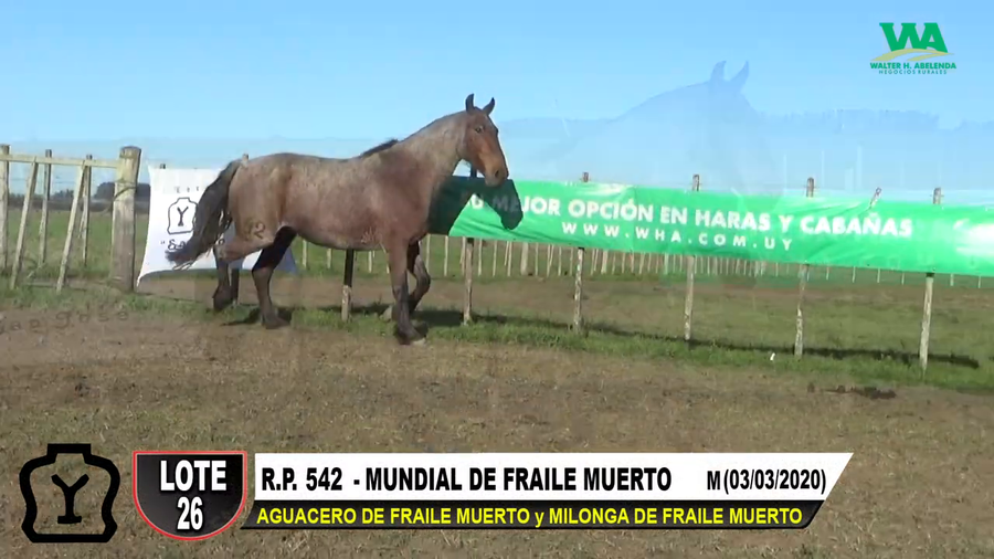 Lote MUNDIAL DE FRAILE MUERTO