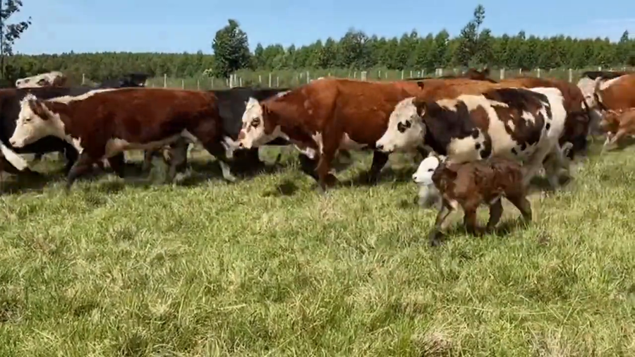 Lote Piezas de cría