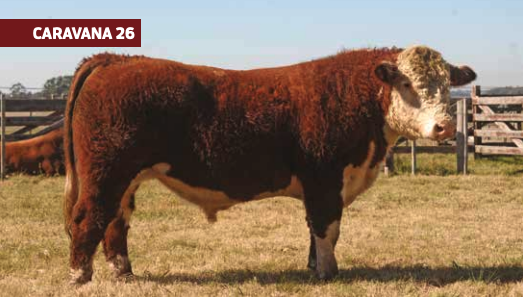 Lote C DEL T COCO 2 REDEEM