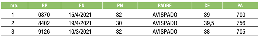 Lote TOROS ANGUS NEGROS PC