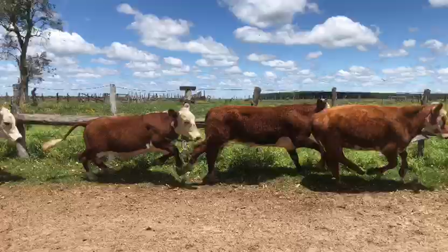 Lote 28 Novillitos