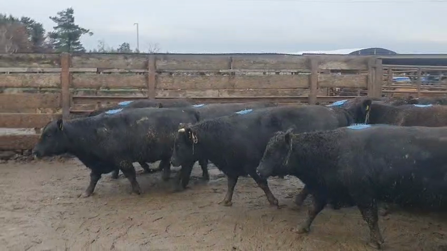 Lote 20 Vaquilla Gorda en Los Ángeles, VIII Región Biobío